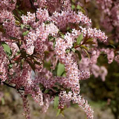 Черемуха НЕЖНОСТЬ в Колодищи