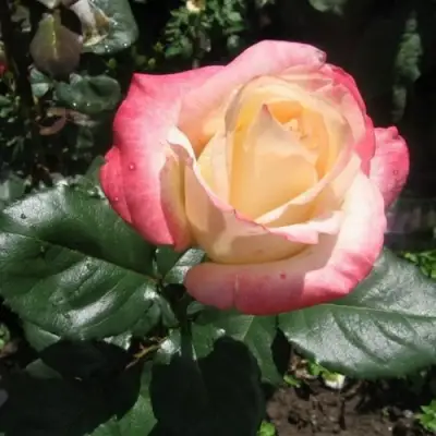 Роза БЕЛА ПЕРЛА чайно-гибридная в Колодищи