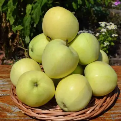 Яблоня ПАПИРОВКА в Колодищи