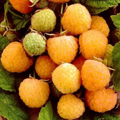 Малина ЗОЛОТЫЕ КУПОЛА в Колодищи