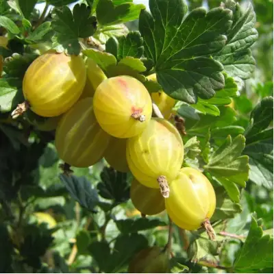 Крыжовник БЕРИЛЛ в Колодищи