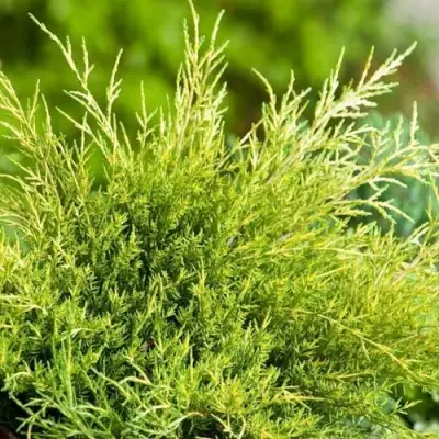 Можжевельник ОЛД ГОЛД средний в Колодищи