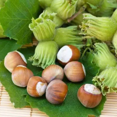 Фундук КРЕПКИЙ ОРЕШЕК в Колодищи