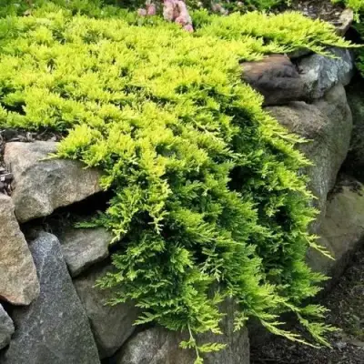 Можжевельник ГОЛДЕН КАРПЕТ горизонтальный  в Колодищи