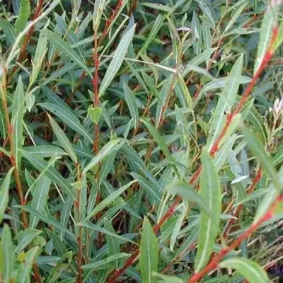 Ива НАНА пурпурная в Колодищи