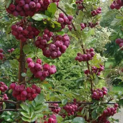 Рябина ДЕСЕРТНАЯ МИЧУРИНА сладкоплодная в Колодищи