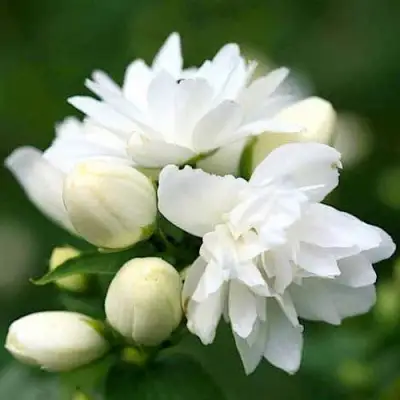 Жасмин ШНЕЕШТРУМ в Колодищи