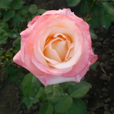 Роза БЕЛА ПЕРЛА чайно-гибридная в Колодищи