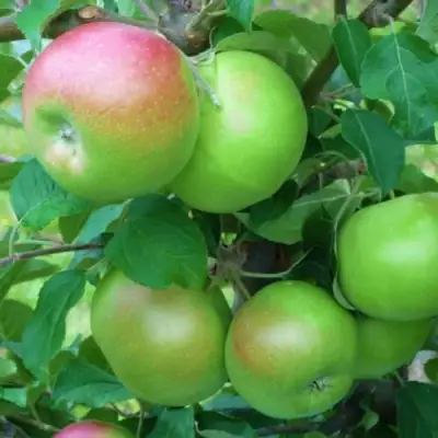 Яблоня НАВАВИТА в Колодищи