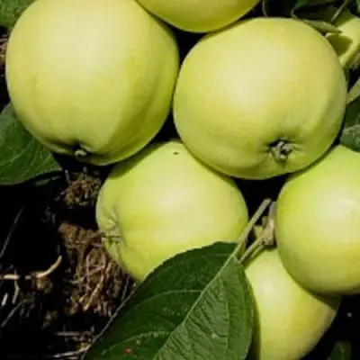 Яблоня ПАПИРОВКА в Колодищи