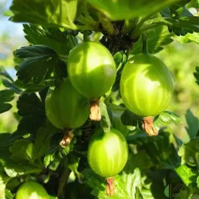 Крыжовник МАЛАХИТ в Колодищи