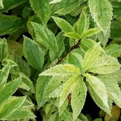 Форзиция ЛЕДНОГОРА промежуточная в Колодищи