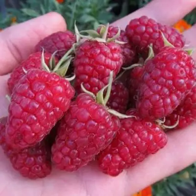 Малина МОСКОВСКИЙ ВЕЛИКАН в Колодищи