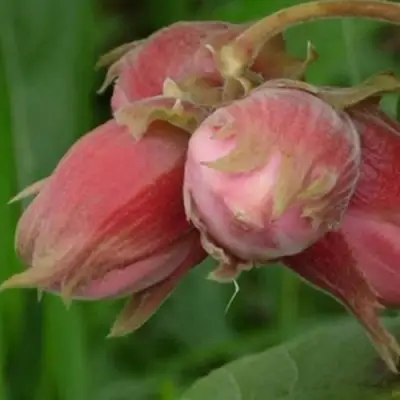 Фундук АКАДЕМИК ЯБЛОКОВ в Колодищи