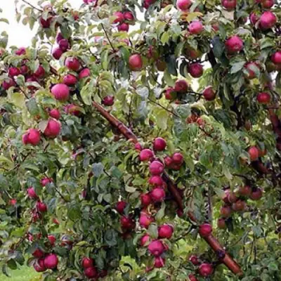 Яблоня ЛОБО в Колодищи