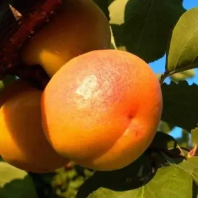 Абрикос СПАДЧЫНА в Колодищи
