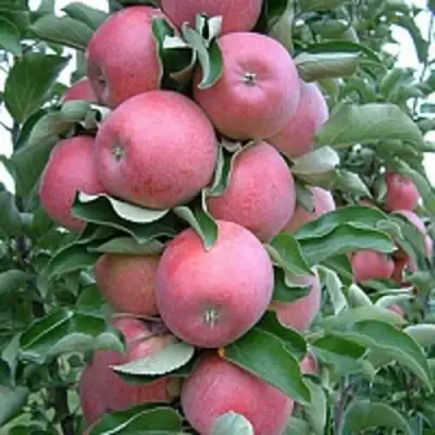 Яблоня АНТЕЙ КИЕВСКИЙ колонновидная в Колодищи