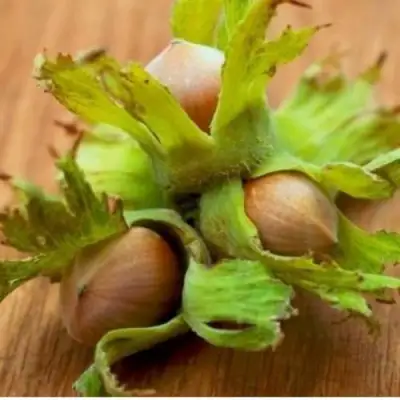 Фундук ГИГАНТ ТАМБОВСКИЙ в Колодищи