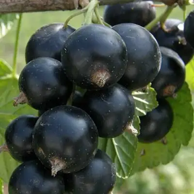 Смородина черная КЛУССОНОВСКАЯ в Колодищи