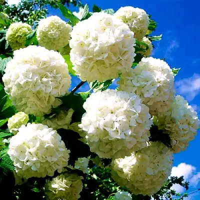 Калина БУЛЬДЕНЕЖ в Колодищи