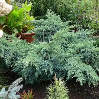 Можжевельник БЛЮ ШВЕД (СВИД) чешуйчатый в Колодищи