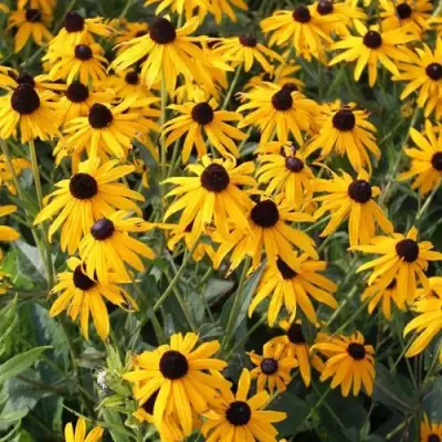 Рудбекия блестящая в Колодищи