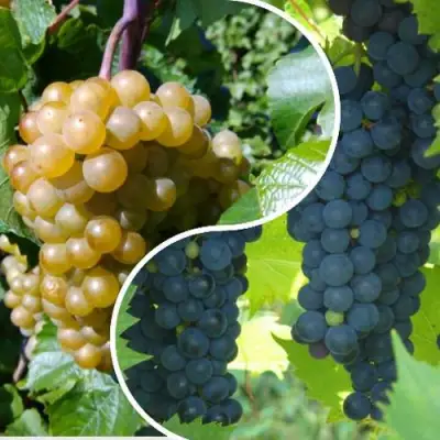 Комплект ИНЬ-ЯНЬ в Колодищи