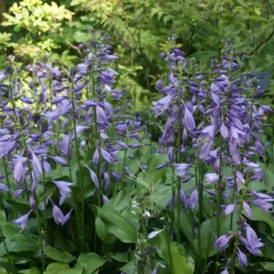 Хоста ГАРРИ ВАН ТРИЕР в Колодищи