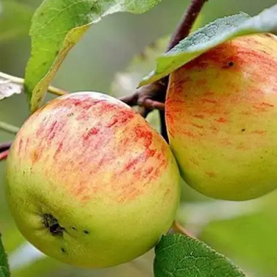 Яблоня РАНЕТКА (КОРОБОВКА) в Колодищи