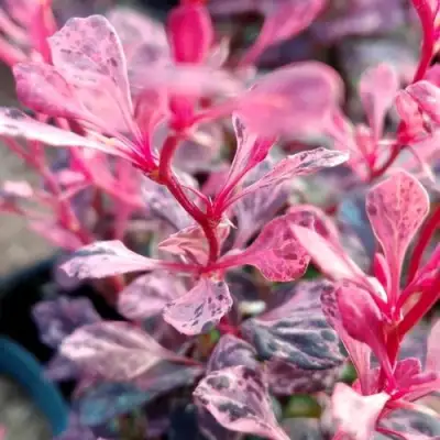 Барбарис РОУЗ ГЛОУ тунберга в Колодищи