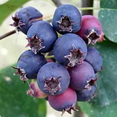 Ирга SLEYT в Колодищи