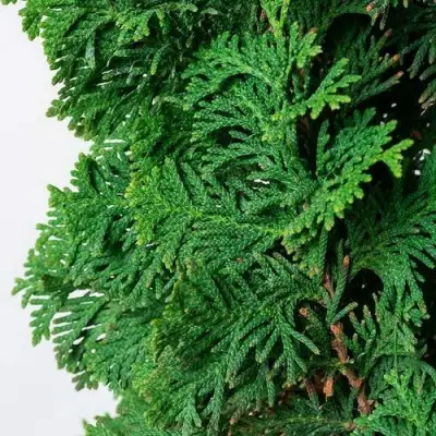 Туя СПИРАЛИС западная в Колодищи