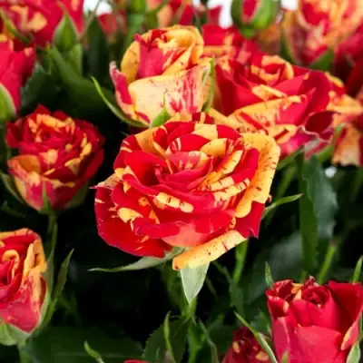 Роза ФАЙЕР ФЛЕШ спрей в Колодищи