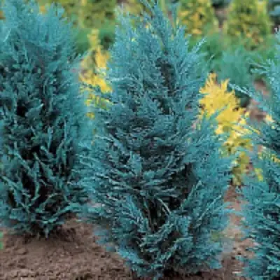 Кипарисовик ВАН ПЕЛЬТС БЛЮ лавсона в Колодищи