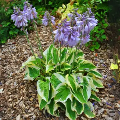 Хоста АУРЕОМАРГИНАТА в Колодищи