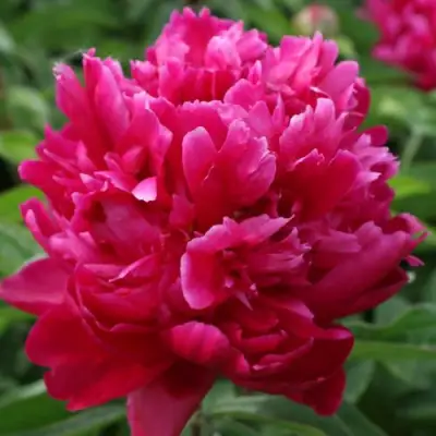 Пион ПЕСНЬ ВЕТРА травянистый в Колодищи