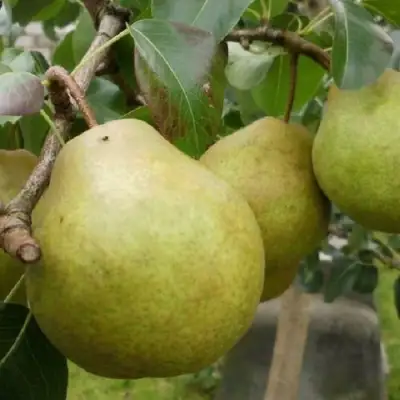 Груша ПЛАТОНОВСКАЯ в Колодищи