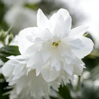 Жасмин МИНЕСОТА СНОУФЛЕЙК в Колодищи