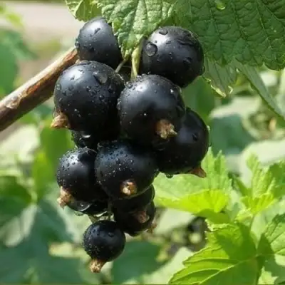 Смородина черная ПИГМЕЙ в Колодищи