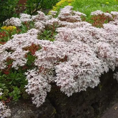 Очиток (седум) МУРАЛЕ белый в Колодищи