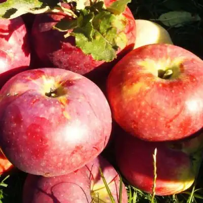 Яблоня АПОРТ в Колодищи