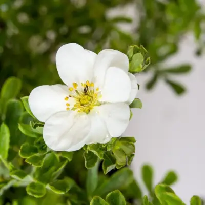 Лапчатка СНОУБЕРД кустарниковая в Колодищи