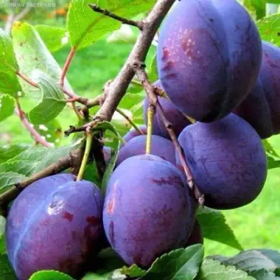 Слива ВЕНГЕРКА БЕЛОРУССКАЯ в Колодищи