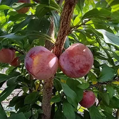 Плуот ГЕО ПРАЙД в Колодищи