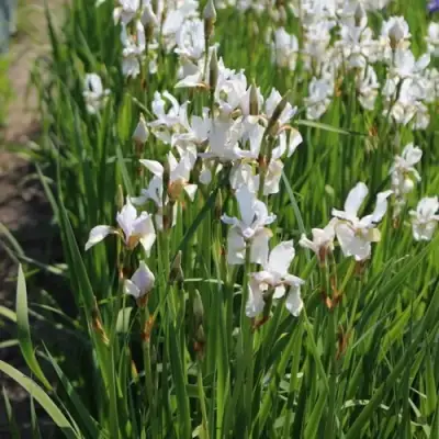 Ирис АЛЬБА сибирский в Колодищи