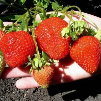 Клубника САН АНДРЕАС ремонтантная в Колодищи