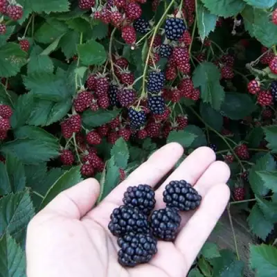 Ежевика ОРКАН бесшипная  в Колодищи