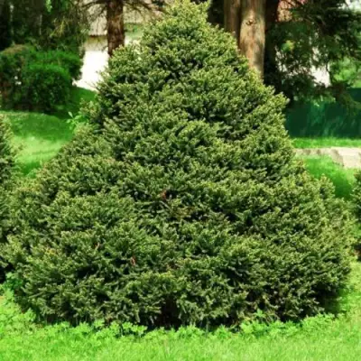 Ель ОЛЕНДОРФИ обыкновенная в Колодищи