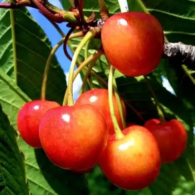 Черешня ФАТЕЖ в Колодищи