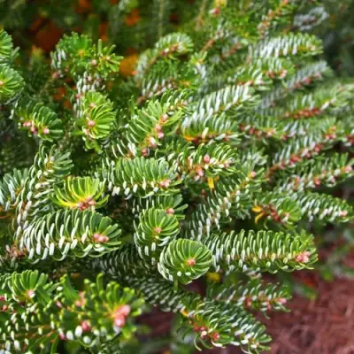 Пихта белая в Колодищи